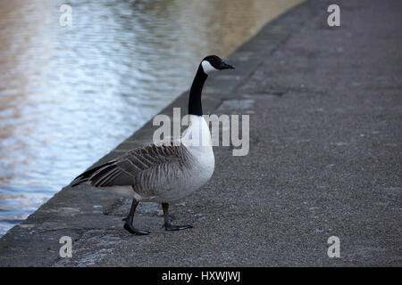 Kanadische Gans am Rande Flüsse in Bakewell, Derbyshire Stockfoto