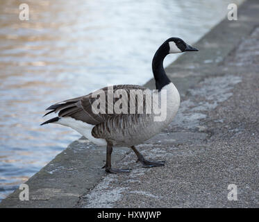 Kanadische Gans am Rande Flüsse in Bakewell, Derbyshire Stockfoto