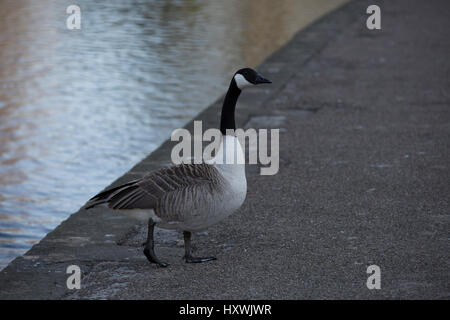 Kanadische Gans am Rande Flüsse in Bakewell, Derbyshire Stockfoto