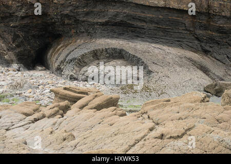 Geologischen Falte mit barnacle beladenen Felsen im Vordergrund Broadhaven, Pembrokeshire, Wales Stockfoto