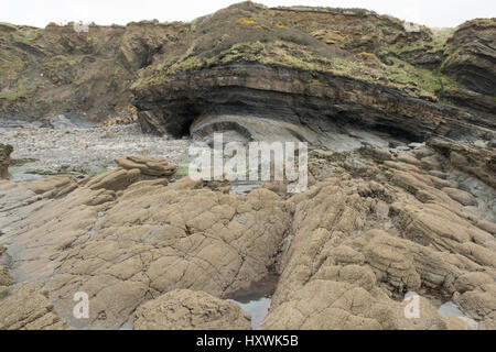 Geologischen Falte mit barnacle beladenen Felsen im Vordergrund Broadhaven, Pembrokeshire, Wales Stockfoto