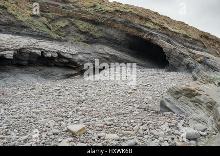 Geologischen Falte mit barnacle beladenen Felsen im Vordergrund Broadhaven, Pembrokeshire, Wales Stockfoto