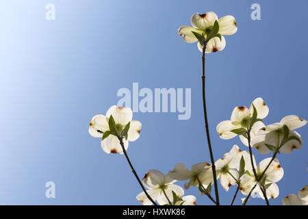 Südlichen Hartriegel Bäume im Frühjahr blühen Stockfoto