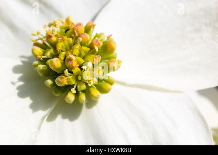 Südlichen Hartriegel Bäume im Frühjahr blühen Stockfoto