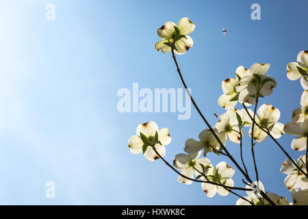 Südlichen Hartriegel Bäume im Frühjahr blühen Stockfoto