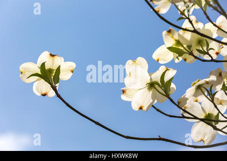 Südlichen Hartriegel Bäume im Frühjahr blühen Stockfoto