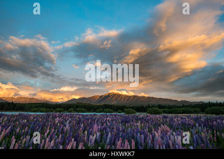 Lupine (Lupinus) bei Sonnenuntergang am Ufer des Lake Tekapo, Tekapo, Canterbury Region Southland, Neuseeland Stockfoto