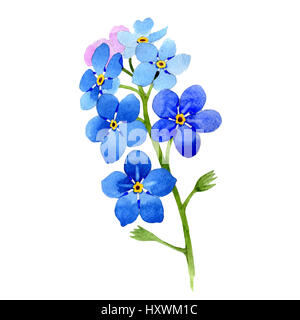 Wildflower Myosotis Arvensis Blume im Aquarell-Stil isoliert. Stockfoto