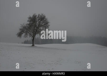 Einsamer Baum im Schnee auf der Wiese mit Wald im Hintergrund Stockfoto