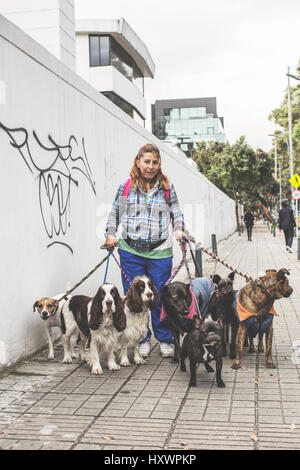 Ein Hundesitter zu Fuß die Hunde in Bogota, Kolumbien. Stockfoto