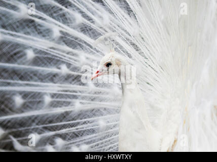 Porträt im Profil eine schöne weiße Pfau aufgeplustert seinen Schwanz im Hintergrund Stockfoto