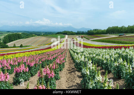 Bunte Löwenmäulchen blühen Feld im Sommer bei Biei Hokkaido japan Stockfoto