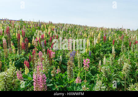 Lupin Feld und blauer Himmel im Sommer bei Biei japan Stockfoto