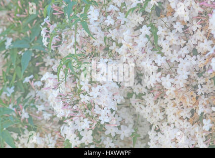 Weißen Jasminblüten in Palma De Mallorca, Spanien im März. Stockfoto