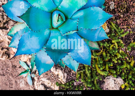 Magische schöne blaue Agave Pflanze Detailansicht Stockfoto