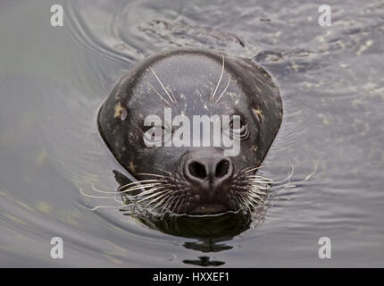 Gemeinsamen Dichtung (Phoca Vitulina) schwimmen Stockfoto