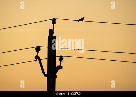 Einsamer Vogel-Silhouette Stockfoto