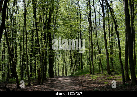 Wiener Wald Wald im frühen Frühjahr, dunkle Bäume, grüne Blätter von Buchen und Trail im Sonnenschein, Wien, Österreich Stockfoto