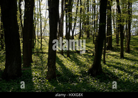 Wiener Wald Wald im frühen Frühjahr, dunkle Bäume, grüne Blätter von Buchen und wilder Knoblauch im Gegenlicht, Wien, Österreich Stockfoto