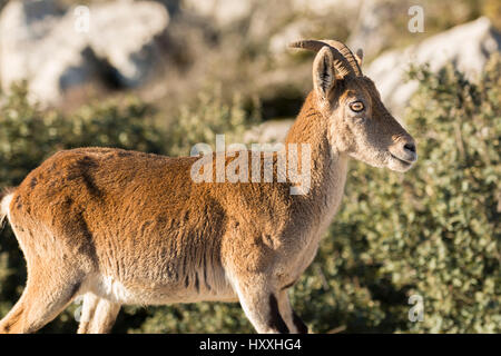 Steinbock-Ziege in felsigen Berg in Torcal, Antequera, Malaga Stockfoto