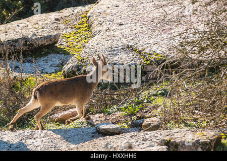 Steinbock-Ziege in felsigen Berg in Torcal, Antequera, Malaga Stockfoto