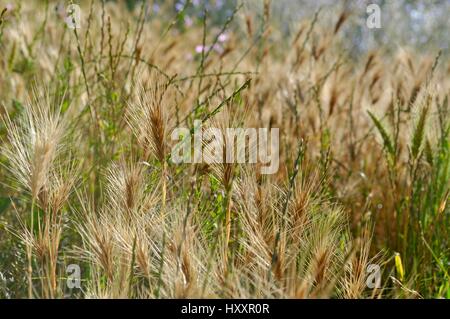 Weizen Stockfoto