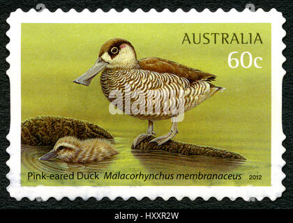 Australien - ca. 2012: Eine gebrauchte Briefmarke aus Australien, zeigt ein Beispiel für eine Rosenohrente, auch bekannt als Malacorhynchus membranaceus Stockfoto