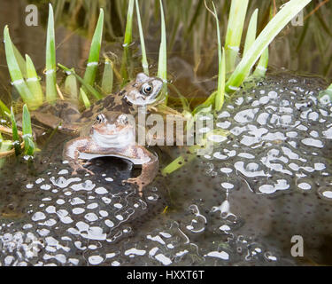 Frösche im Teich Zucht und Verlegung von Frogspawn. Stockfoto