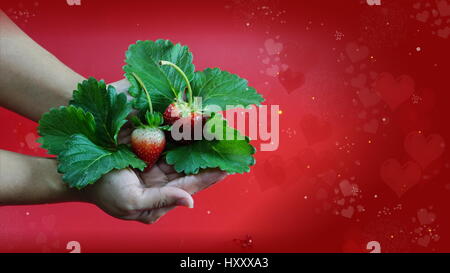 Erdbeere auf roten Herzen Hintergrund. Erdbeer-Aroma und Duft sind beliebt, Erdbeere sind weit verbreitet in einer Vielzahl von Herstellung verwendet. Stockfoto