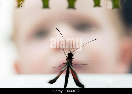 London, UK. 30. März 2017. Live tropische Schmetterlinge füllen das Schmetterlingshaus für die zurückkehrenden "Sensationelle Schmetterlinge" Ausstellung im Natural History Museum © Guy Corbishley/Alamy Live-Nachrichten Stockfoto