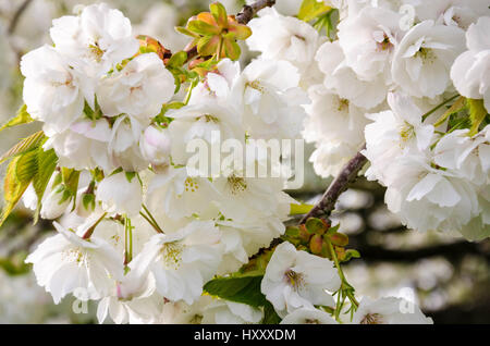 Eine Nahaufnahme der Blüte an einem blühenden Kirschbäume-Baum. Stockfoto