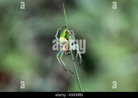 Gurke Green Spider, Araniella cucurbitina Stockfoto