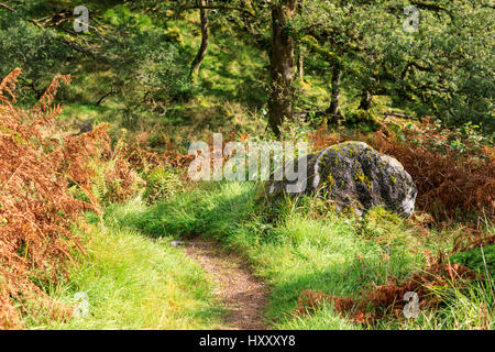 Ariundle Oakwood National Nature Reserve, Ardnamurchan, Schottland Stockfoto