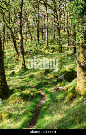 Ariundle Oakwood National Nature Reserve, Ardnamurchan, Schottland Stockfoto