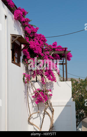 Rosa Bougainvillea wächst über der Terrasse ein weißes Haus mit offenen Fenster in das Dorf Lindos, Rhodos, Griechenland Stockfoto