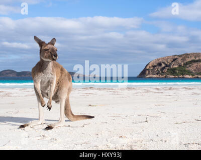 Känguru am Strand in Lucky Bay, Cape Le Grand National Park, Western Australia Stockfoto