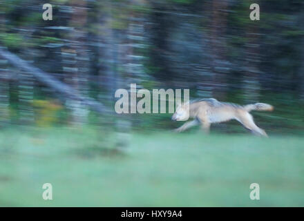 Wilde Europäische graue Wolf (Canis Lupus) läuft in der Nacht, Kuhmo, Finnland. Juli. Stockfoto