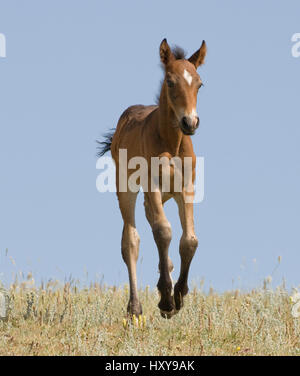 Mustang Wildpferd, Bucht Fohlen laufen, Pryor Mountains, Montana, USA. Stockfoto