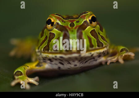 Chaco gehörnten Frosch (Ceratophrys Cranwelli) gefangen, aus Südamerika. Stockfoto