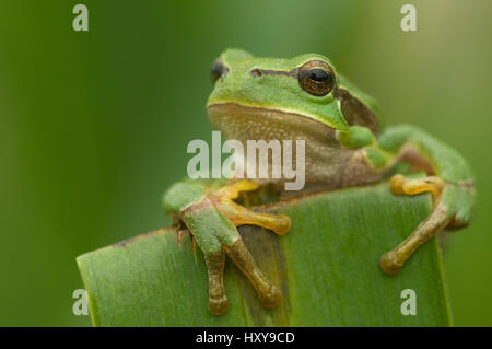 Gemeinsamen Laubfrosch (Hyla Arborea) Kopf Portrait, Niederlande. Stockfoto