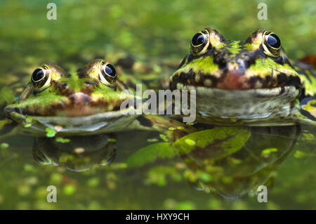 Europäische essbare Frosch (Rana Esculenta) unter Wasserlinsen, Niederlande. Stockfoto