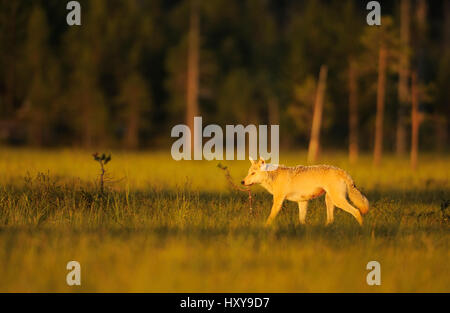 Europäischer Grauwolf (Canis Lupus) Kuhmo, Finnland. Juli. Stockfoto