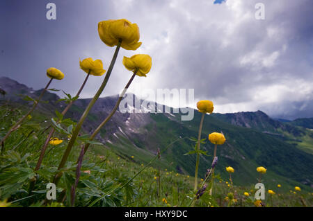 Globeflower (Trollblume Europaeus) Blumen auf Hügel in Liechtenstein. Juni 2009. Stockfoto