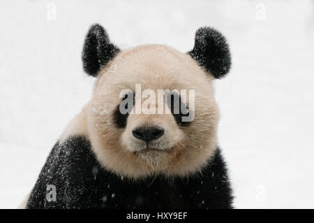 Kopfporträt der große Panda (Ailuropoda Melanoleuca) in Schnee bedeckt, gefangen im Jahr 2000 geboren. Stockfoto