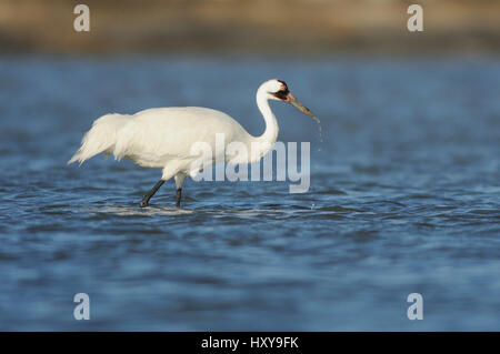 Schreikranich (Grus Americana) waten in Küstengewässern. Seadrift, Bucht von San Antonio, Gulf Intracoastal Waterway, Coastal Bend, Küste von Texas, USA. Stockfoto