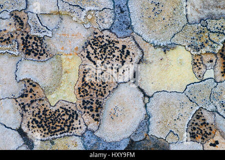 Flechten (Rhizocarpon Geographicum) auf Felsen, Menorca, Balearen, Spanien, Europa Karte. Stockfoto