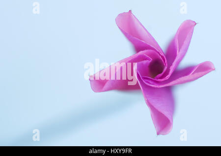 Malve-leaved Ackerwinde (Convolvulus Althaeoides) Blume, Menorca, Balearen, Spanien, Europa zu öffnen. Stockfoto