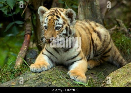 Sibirische Tiger (Panthera Tigris Altaica) jungen Cub, hinlegen, wegsehen, gefangen. Stockfoto