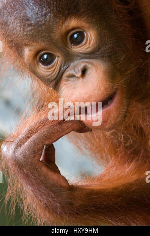 Orang Utan Baby (Pongo Pygmaeus) Kopf Portrait, mit Finger im Mund. Semenggoh Nature Reserve, Sarawak, Borneo, Malaysia. Gefährdet. Stockfoto
