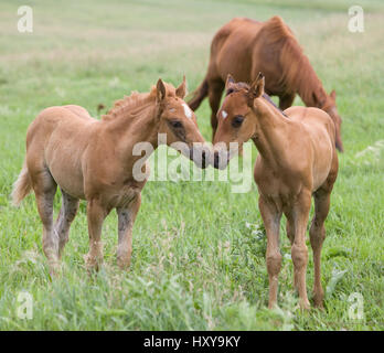 Quarter Horse, Sorrel Stute und Fohlen. Double Diamond Ranch, Nebraska, USA. Juli. Stockfoto